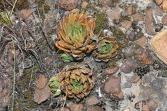 Haworthiopsis fasciata
