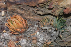 Haworthiopsis fasciata