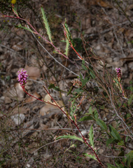 Grevillea quercifolia