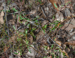 Grevillea quercifolia