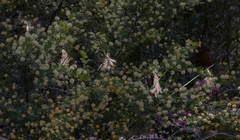 Johnsonia lupulina