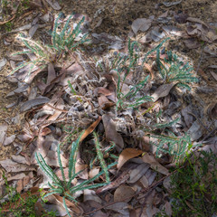 Banksia dallanneyi