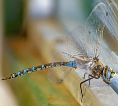 Rhionaeschna absoluta