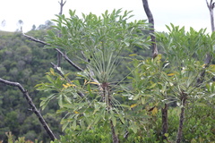 Cussonia gamtoosensis