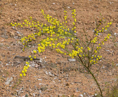 Acacia extensa