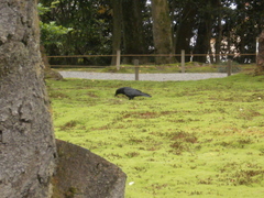 Corvus macrorhynchos