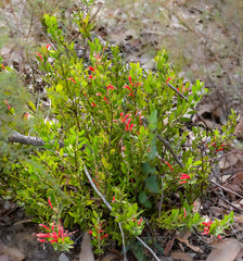 Adenanthos