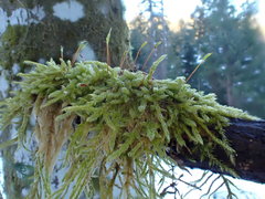 Hypnum cupressiforme cupressiforme