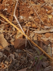 Schizocephala bicornis