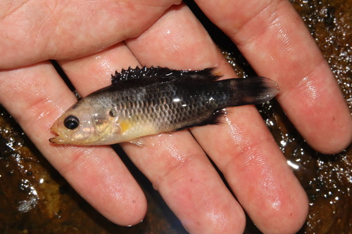 Cape kurper (Sandelia capensis) — Anabantidae — 2