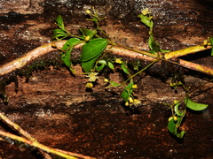 Clematis guadeloupae