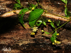 Clematis guadeloupae