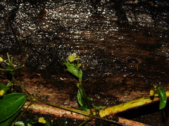 Clematis guadeloupae