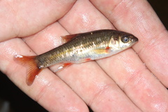 Pseudobarbus swartzi