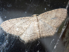 Poecilasthena scoliota