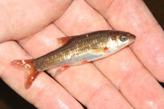 Pseudobarbus swartzi