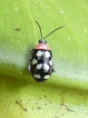 Alagoasa trifasciata