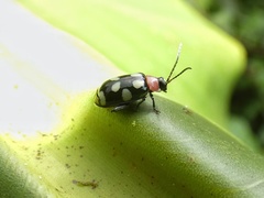Alagoasa trifasciata
