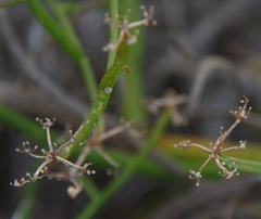 Platysace compressa