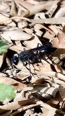 Sphecidae
