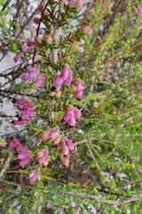 Erica placentiflora