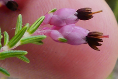 Erica placentiflora