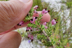 Erica placentiflora
