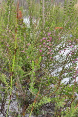 Erica placentiflora