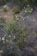 Platysace compressa
