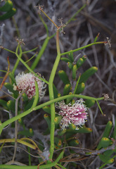 Platysace compressa