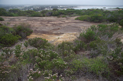Platysace compressa