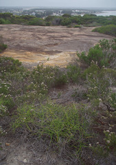 Platysace compressa