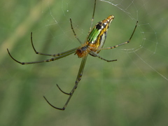 Leucauge decorata