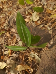 Hemidesmus indicus
