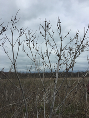 Ambrosia trifida trifida