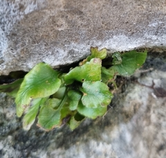 Asplenium scolopendrium