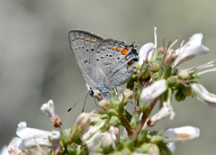 Satyrium californica