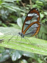 Oleria rubescens