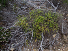 Platysace compressa