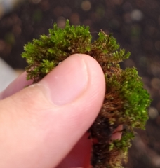 Ptychostomum capillare