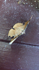 Fascellina chromataria