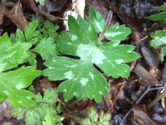 Hydrophyllum appendiculatum