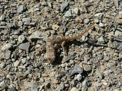Pachydactylus mariquensis