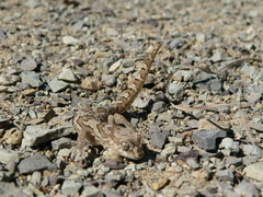 Pachydactylus mariquensis