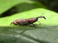 Metamasius submaculatus