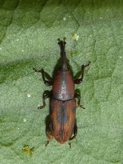 Metamasius submaculatus