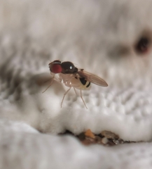 Mycodrosophila