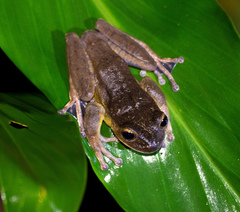 Bokermannohyla circumdata