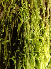 Pterigynandrum filiforme