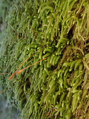 Pterigynandrum filiforme